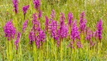 Vstavač mužský: Okouzlující orchidej roste na vlhčích loukách. Proč by po přesazení rychle uhynula?