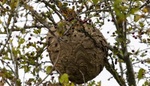 Nechcete sršně na své zahradě? Zbavte se především břečťanu