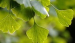 Bylinky pro zdravé stárnutí: kurkuma, ženšen a ginkgo biloba