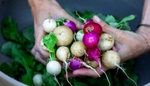 Jak a kdy vysévat ředkvičky: Tato křehká zelenina vám poroste doslova před očima