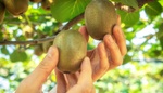 Kiwi můžete pěstovat i na vaší zahradě a tyto tři druhy se pěstují nejčastěji. Pokud vám kiwi neplodí, asi víme, v čem je problém