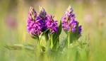 Prstnatec májový: Kdysi běžný druh zemní orchideje je dnes vzácný a ohrožený. Z přírody jej nikdy nevyrývejte