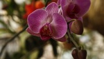 Orchidej a její záhady: Pěstování je snadné, občas ale vznikne problém