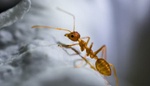 Drobné škůdce z domácnosti vyženete jednoduchým trikem pomocí skořice a octa