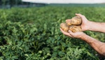 Brambory, které vás zasytí: Přisypte 1 lžíci tohoto domácího boosteru pod každou sazenici