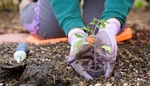Stačí 1 lžička skořice a v záhonu se začne dít něco nečekaného