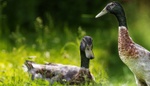 Zvířecí spojenci, kteří vám na zahradě pomohou od plzáka španělského. Slimáky hubí běžci, ježci nebo hlístice