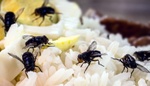 Nejúčinnější domácí past na mouchy? Vyrobíte ji během 5 minut a budete překvapeni, jak skvěle funguje