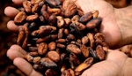 Čokoláda nezlevní, produkci kakaa dusí klimatická změna
