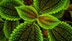 Zářivá pokojovka Pilea Lunar Valley: Vysaďte si kousek vesmíru na svém parapetu, pěstování zvládne i začátečník