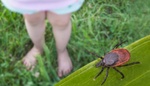 Klíšťata nesnášejí tuhle vůni: Pár kapek a zmizí jako pára nad hrncem