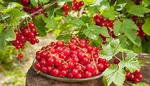 Obří a sladký rybíz? Stačí 8 lžic této tajné ingredience pod keř