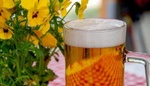 Pivo toho umí na zahradě hodně – postará se osvěží trávník a naboostuje kompost