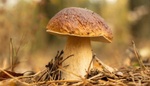 Jak na pěstování hub na zahradě. Vyvarujte se zásadních chyb