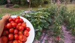 Co s čím pěstovat: Tabulka 14 rostlin, které jsou si vzájemně prospěšné