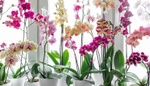 Zapomeňte na drahá hnojiva: Stačí přírodní triky z kuchyně a vaše orchideje pokvetou jako nikdy