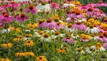 Echinacea patří mezi nejoblíbenější trvalky: Poradíme, s čím ji vysadit, aby vznikl ten nejpůsobivější prvek v zahradě