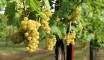 Červen je důležitý měsíc pro pěstování vinné révy. Provádí se několik klíčových prací jak na vinicích, tak na zahradách