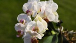 Orchidej má hnijící kořeny. Pomůže peroxid vodíku?