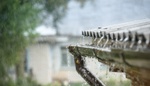 Dešťová voda v sudu: Jak ji můžete sbírat a co s ní (ne)zalévat?