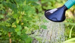 Správná zálivka rostlin během teplých dnů je oříškem, řešení přináší led