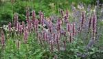 Agastache mexická: Nádherná letnička dlouho kvete a má silně aromatické listy. Připravte si z nich letní limonádu