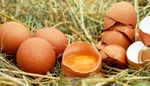 Proč nevyhazovat skořápky od vajec? Nabízí jedinečné využití jako domácí čistič, kosmetický produkt i ekologické hnojivo