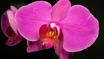 Orchidej a její přesazování: potřebuje to pro zdraví i krásu!