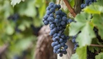 Vinná réva a hnojení: sladké hrozny potřebují dostatek živin