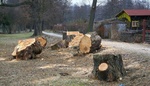 Jednou na zahradě pokácíte strom a skončíte s pokutou 100 000 Kč. Existují však výjimky, o kterých byste měli vědět