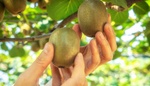 Kiwi můžete pěstovat i na vaší zahradě a tyto tři druhy se pěstují nejčastěji. Pokud vám kiwi neplodí, asi víme, v čem je problém