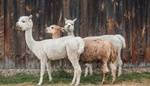 Největší zoopark v ČR, kde můžete hladit, venčit a krmit zvířata